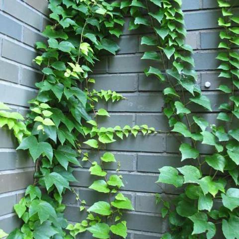 Parthenocissus tricuspidata Fenway Park, bright green ivy climbing a wall