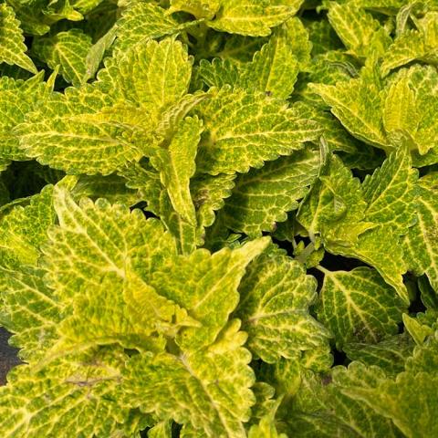 Coleus Electric Lime, bright green with prominent yellow netting and ribs