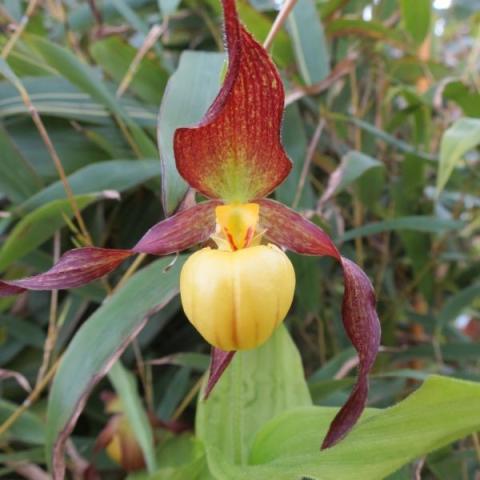 Cypripedium Hank Small, yellow pouch and burgundy petals