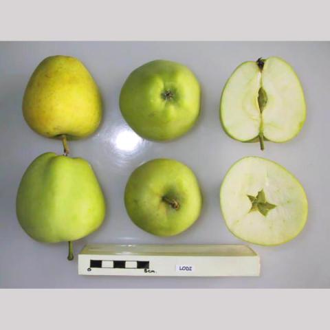 Malus Lodi, green-skinned apple with white interior