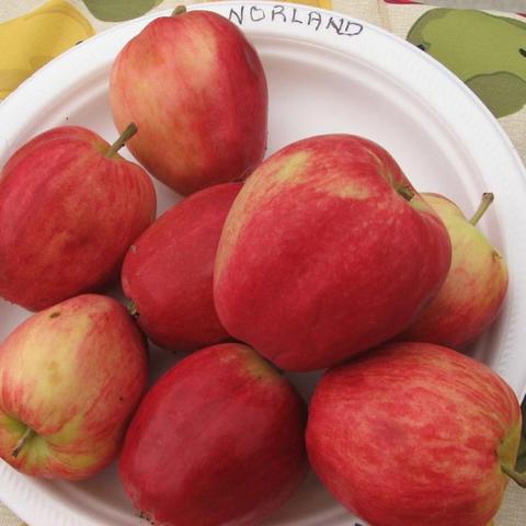 Malus Norland, red oblong apple with some green, wider shoulders