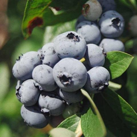 Patriot blueberries, round blue fruit