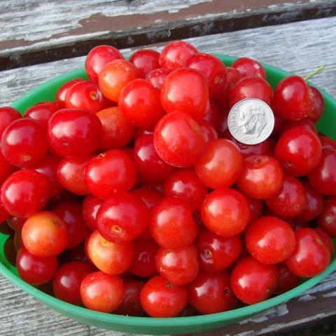 A bowl of cherries from a Garfield Plantation tree, bright red and the size of a dime