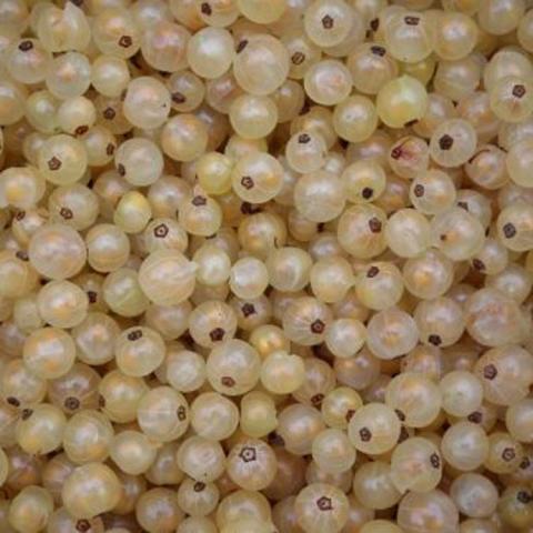 Blanka currants, white round fruits