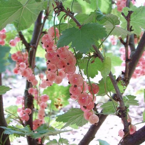 Pink Champagne currants, light pink round fruits