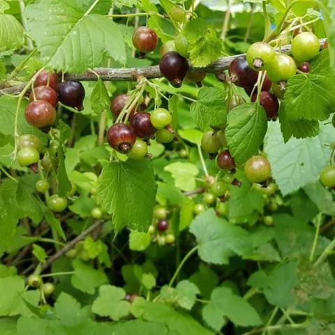 Currant Titania, fruits ripening to dark brown then black