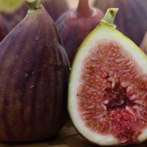 Ficus LSU Purple, figs with purple skin and reddish-purple interior
