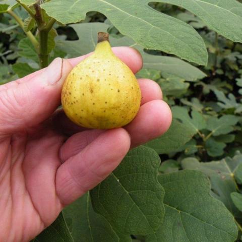 Marseilles fig, green rounded fig shape