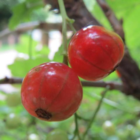 Easy Pickings gooseberries, red round fruits