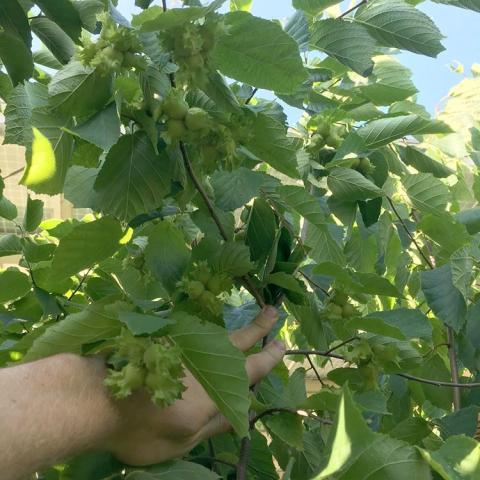 Badgersett hazelnuts on the bush