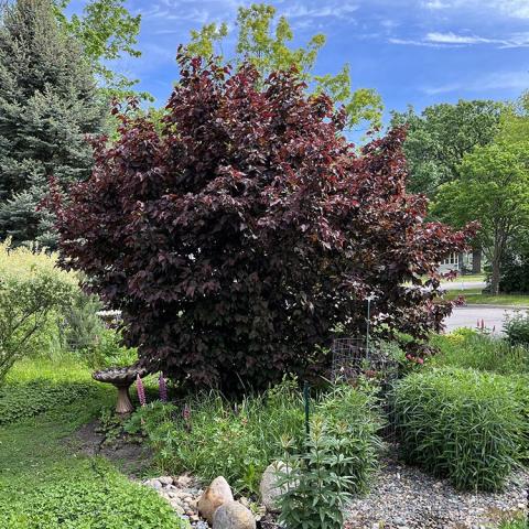 Hazelnut Bailey Select, purple-leafed shrub