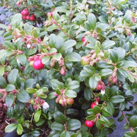 Lingonberry Erntesegen, shiny green leaves, white flowers, red berries