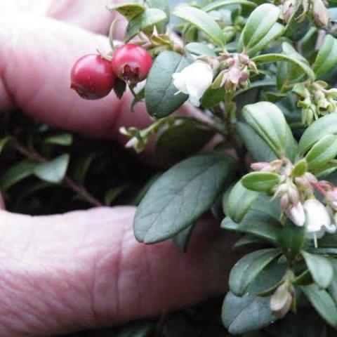 Lingonberry Ruby, shiny green leaves, white flowers, red berries