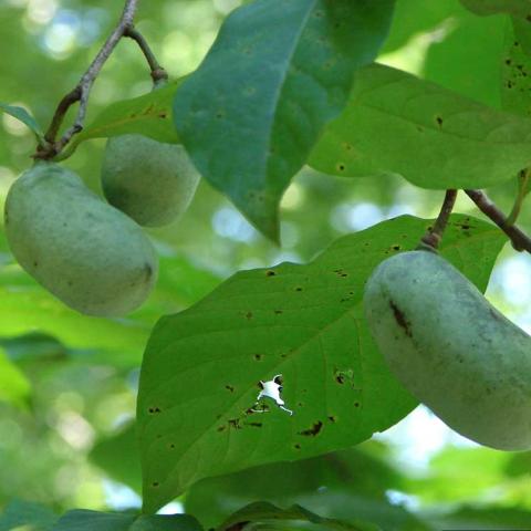 Irregularly shaped green pawpaw fruits on the green