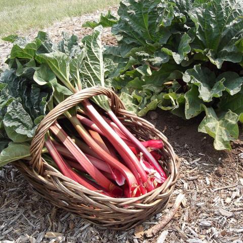 Rheum Crimson Red, red stalks with green leaves