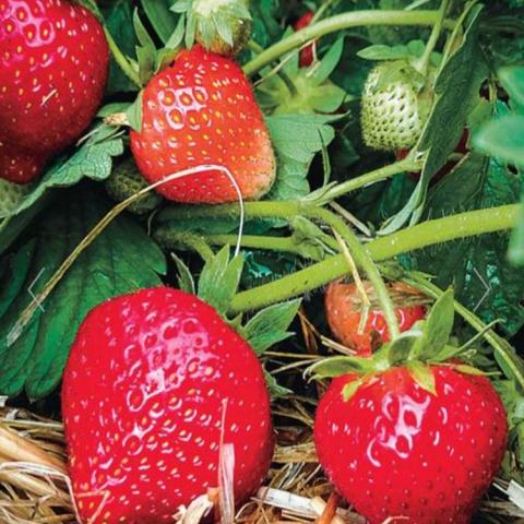 Fragaria Eclair, bright red strawberries