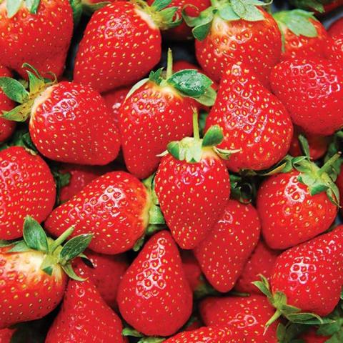 Fragaria Eversweet, many red strawberries