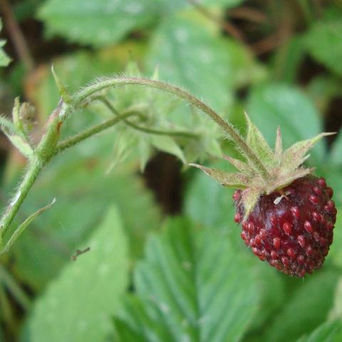 Fragaria moschata, very dark red small strawberries