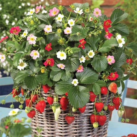Fragaria Rainbow Treasure, both pink and white flowers, and dangling red berries