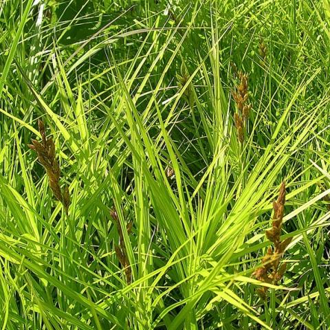 Care muskingumensis, long green grass-like blades and brown seed heads