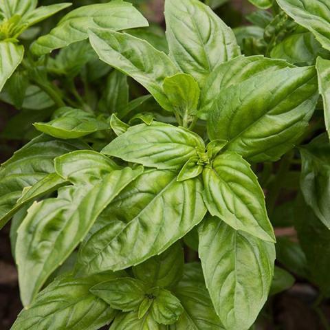 Basil Aroma, green elongated basil leaves