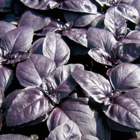 Basil Crimson King, purple shiny basil leaves