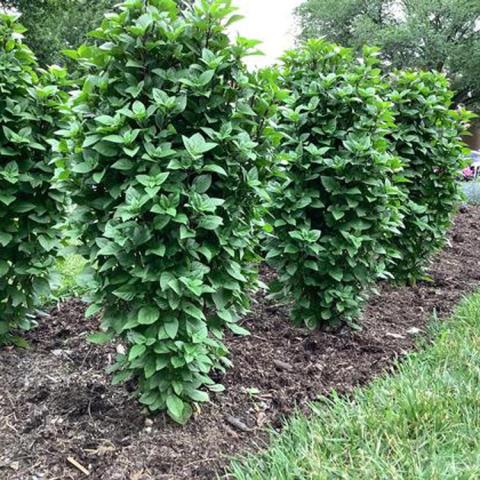 Basil, Everleaf Thai Towers, columnar green plants with leaves to the ground