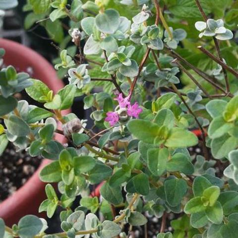 Dwarf oregano, very small leaves and pink flowers