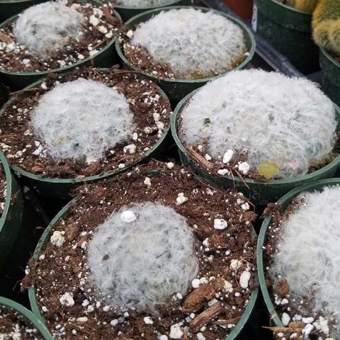 Mammilaria plumosa, ball cactus almost white with feathery light soft spines