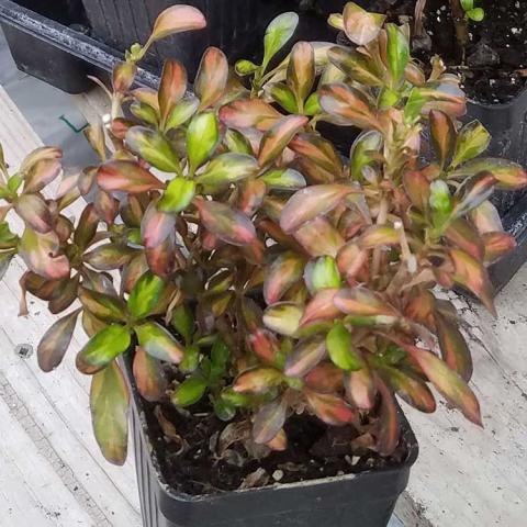 Coprosma, small leaves in green to yellow to pink