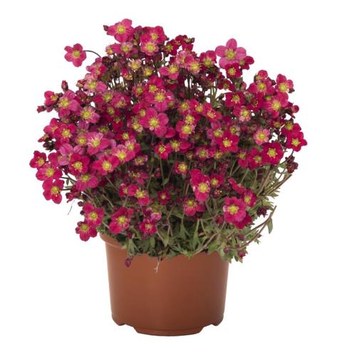 Saxifraga Scenic Red