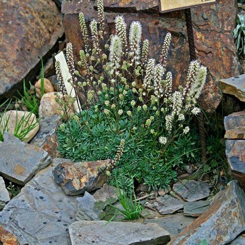 Petrophytum caespitosum, small green plant with upright spikes of white flower