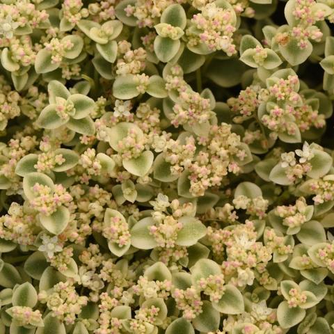 Sedum Little Shimmer, light green leaves with white edges, tiny flowers