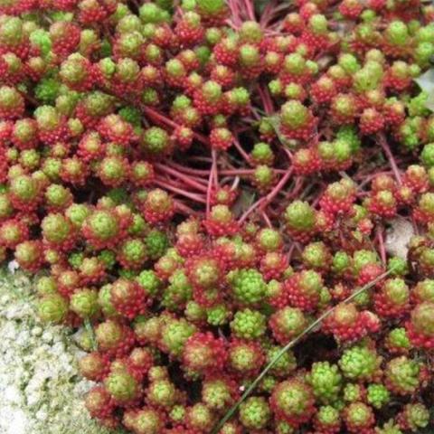 Sedum lydium, tiny green and red succulent
