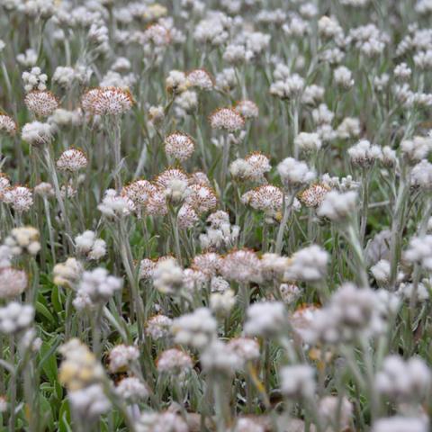 Antennaria neglecta flowers, white clusters like little cat feet with orange toenails