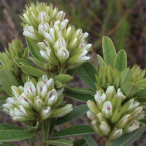 Lespedeza capitata, clusters of white narrow flowers with pink showing inside