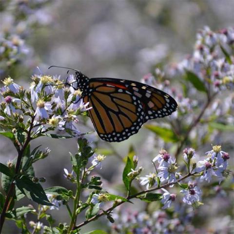 Symphyotrichum lateriflorum, small white flowers with yellow or pink centers, monarch feeding