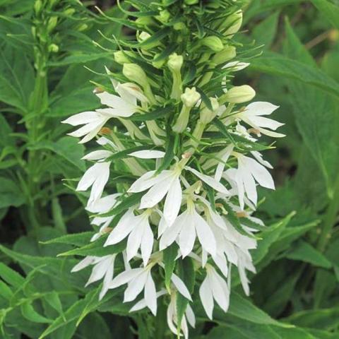 White cardinal flower, upright wide spike of white fan flowers