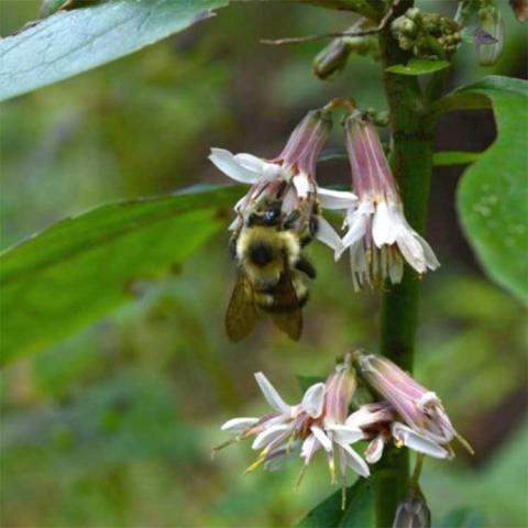 Prenanthes alba, close up of lavender to white flowers with bumblebee feeding