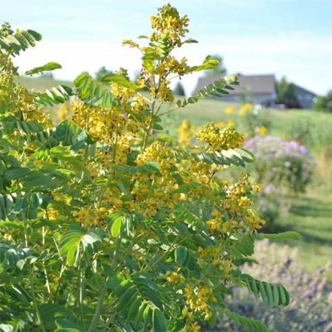 Senna hebecarpa, tall plants with many small yellow flowers and pea-type foliage