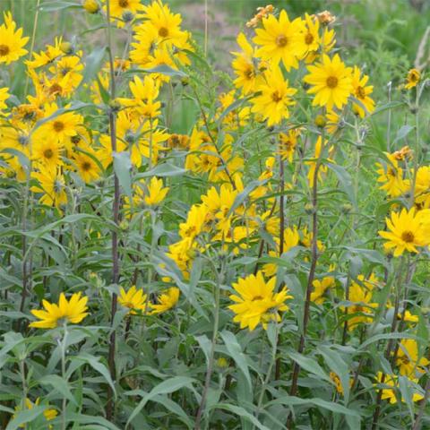 Helianthus maximiliani, many yellow sunflowers with yellow centers