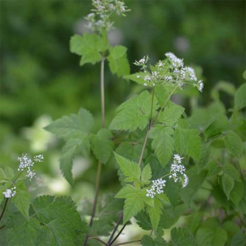 Osmorhiza claytonii, green woodland plant with small white flowers