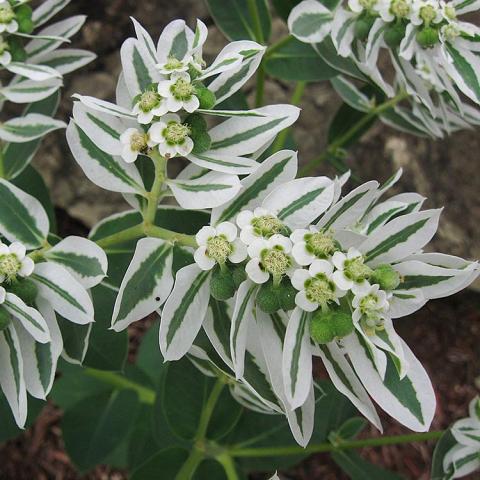 Euphorbia marginata, white-edged green leaves lined down stems