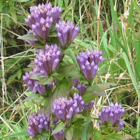Gentiana quinquefolia, clusters of closed upright dark lavender flowers