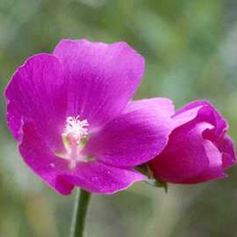 Callirhoe triangulate, silky magenta poppy-like flowers