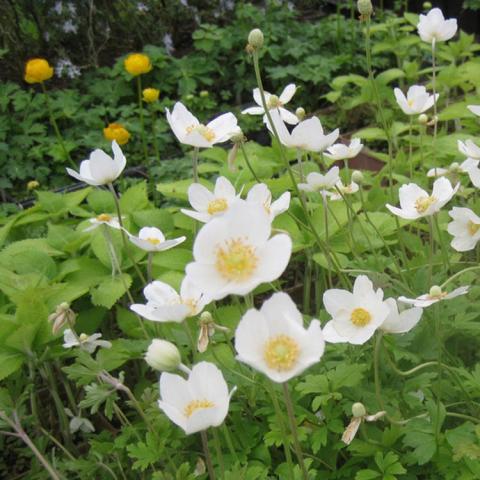 Anemone Madonna, white single cupped flowers with yellow centers