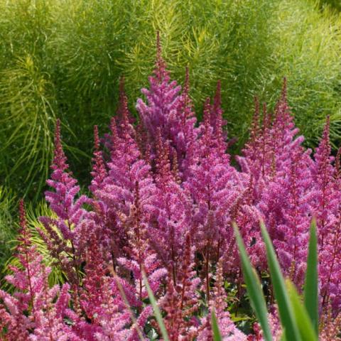 Astilbe Maggie Daley, fuzzy spikes of tiny bright bright pink flowers