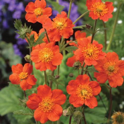 Geum Queen of Orange, bright orange single flowers with 5 petals and gold centers