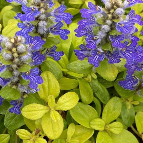 Ajuga Feathered Friends Cordial Canary, neon yellow-green rounded leaves with blue-lavender flower spikes