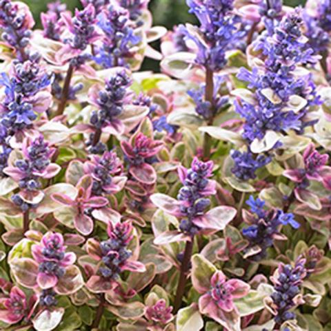 Ajuga Princess Nadia, light green leaves with white edges with lavender flowers